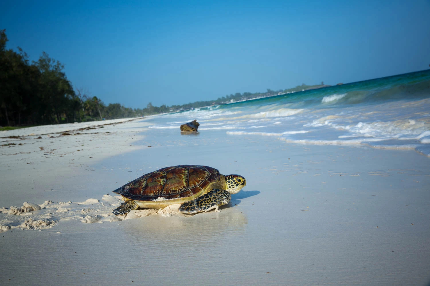 Watamu Safaris