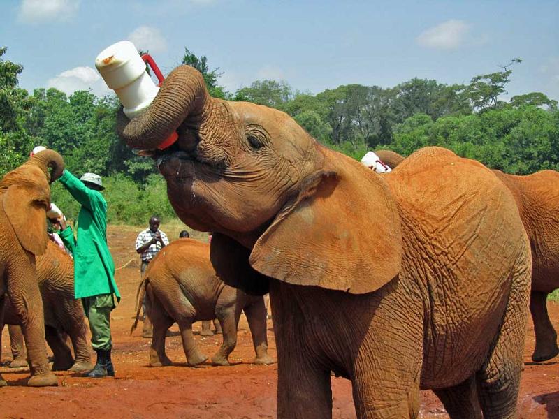 David Sheldrick Elephant orphanage